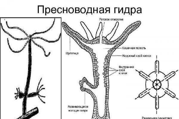 Омг onion