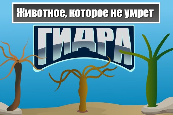 Omg адрес тор